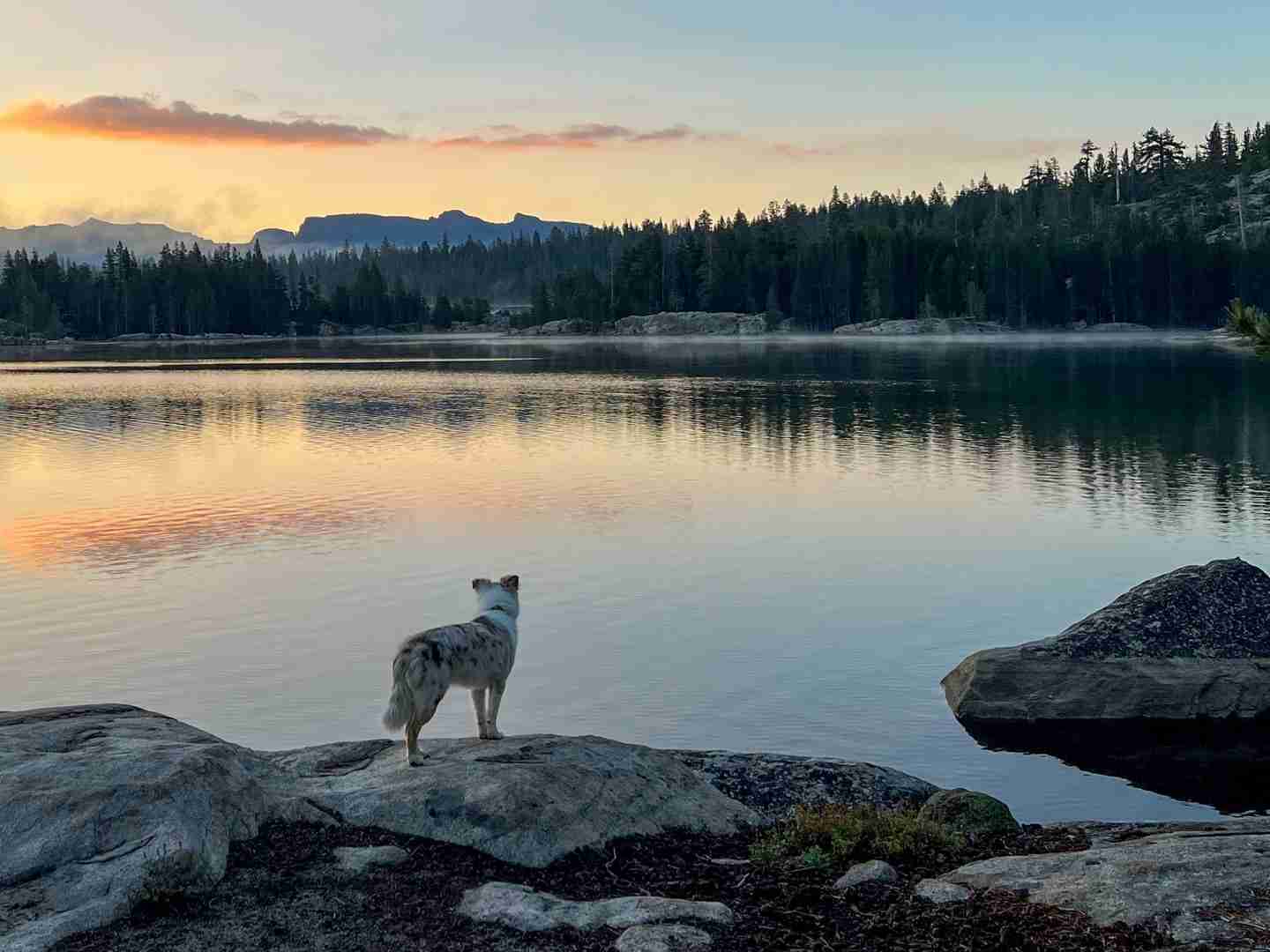 Dorrington Vacation Rental Cabins - A pet-friendly dog standing on rocks near a lake at sunset.