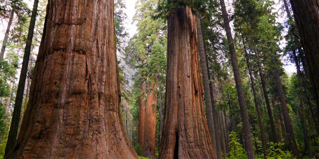 Dorrington Vacation Rental Cabins - Sequoia National Park and Yosemite in California are two iconic and breathtaking destinations for nature enthusiasts. These national parks are renowned for their stunning landscapes, including towering sequoia trees, majestic water